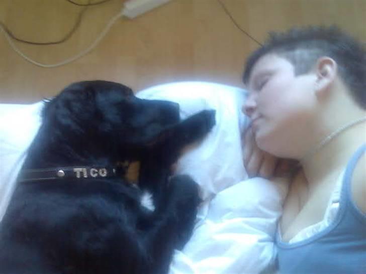 Blanding af racer Tico billede 11