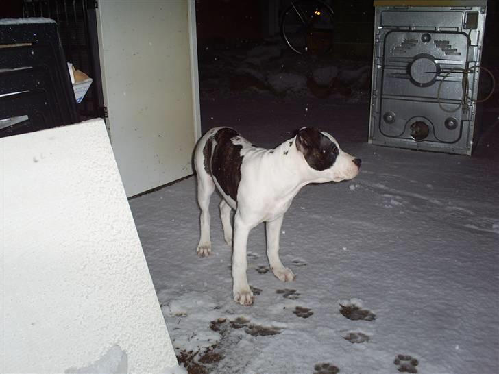 Blanding af racer Munnie - første dag hun ser sne. D. 05-01/08 billede 6