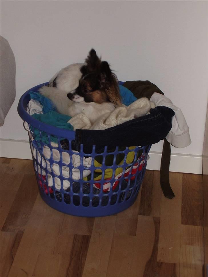 Papillon Ziva - Ziva elsker at putte i vasketøjet .. billede 8