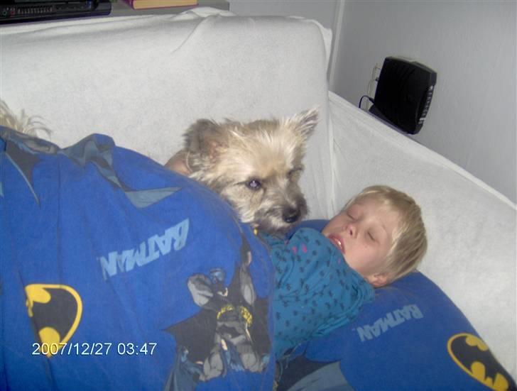 Cairn terrier mille - kom så op med dig fætter!!!!! billede 6