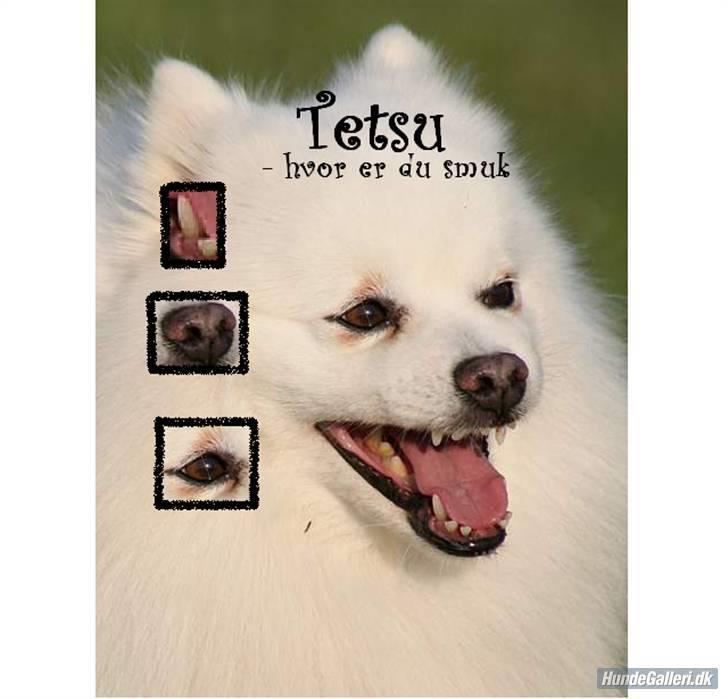 Japansk spids Tetsu - Lavet af:http://hundegalleri.dk/html/gal_visbruger.asp?userID=47236 billede 19
