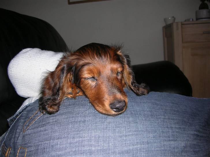 Miniature gravhund luffe - jeg elsker at sove samme med min mor  billede 7