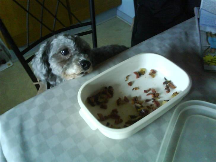 Dværgpuddel carrie - må jeg godt tage en nu ?? billede 1