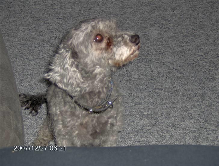 Dværgpuddel carrie - hvad siger du maja?? billede 2