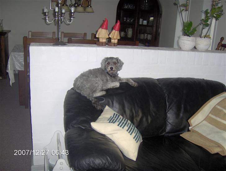 Dværgpuddel carrie billede 3