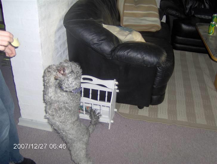 Dværgpuddel carrie - se se jeg kan danse billede 4