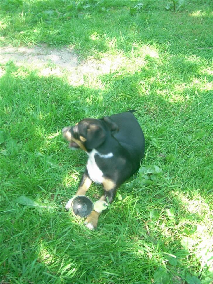 Jack russell terrier lotte billede 4