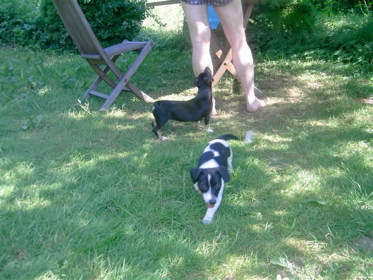 Jack russell terrier lotte - porno hehe billede 5