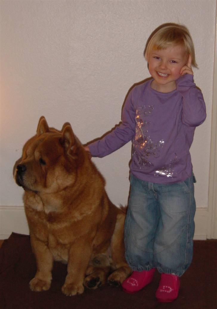Chow chow Balou billede 14