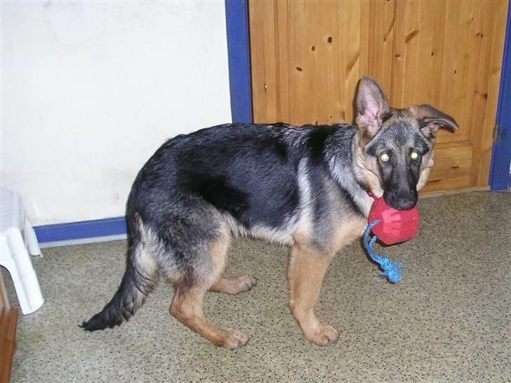 Schæferhund SENTA - Så skal vi lege lidt billede 7