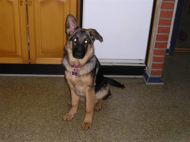 Schæferhund SENTA billede 8