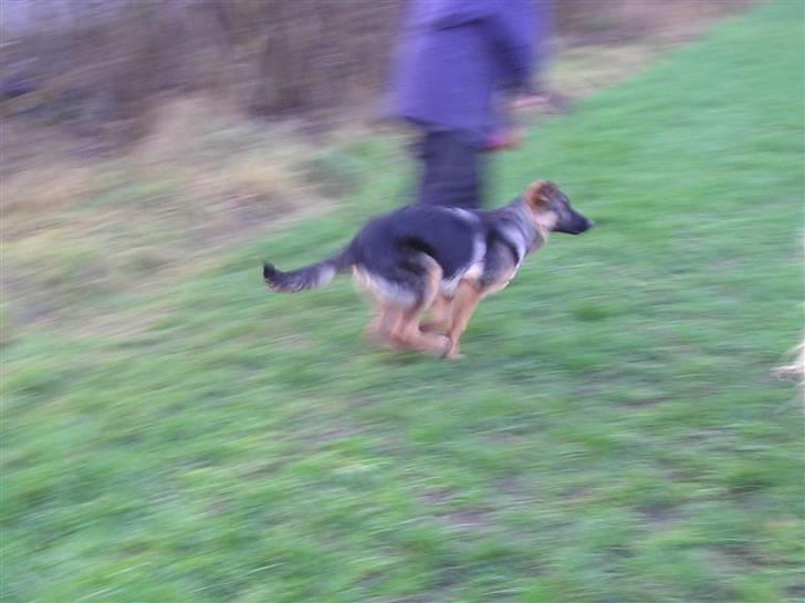 Schæferhund SENTA - Hvem kan fange mig billede 9