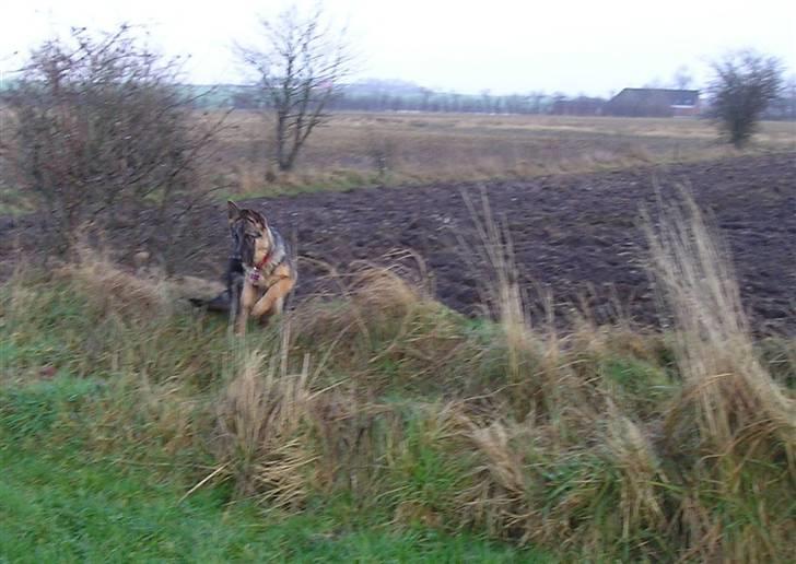 Schæferhund SENTA billede 10