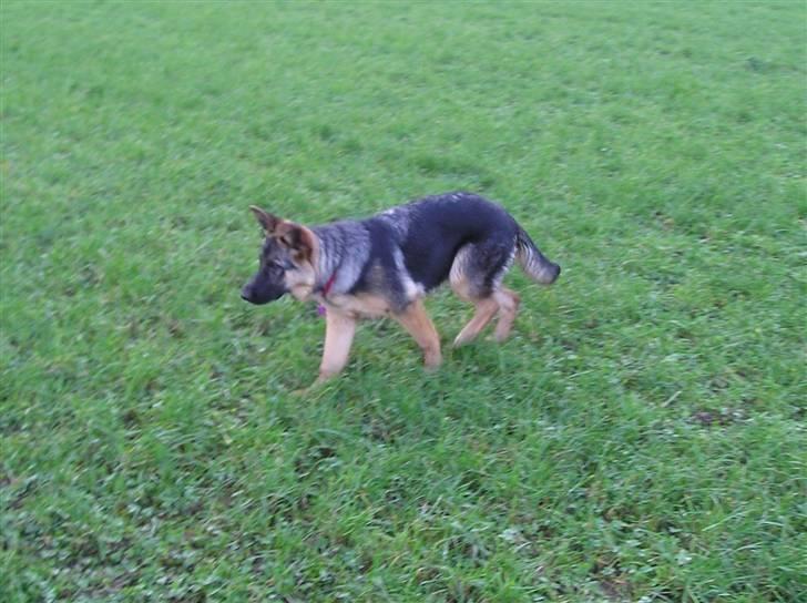 Schæferhund SENTA - Nu er jeg ved at være  trat billede 11