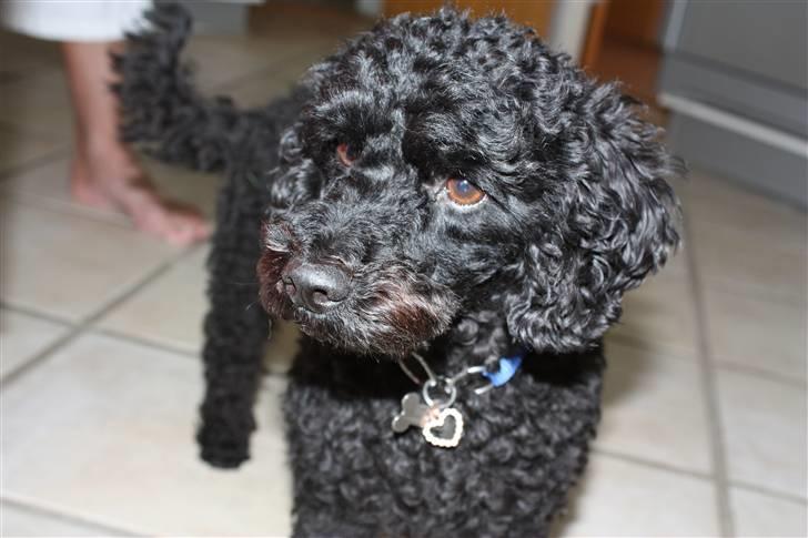 Dværgpuddel | Pjevs - hej billede 1