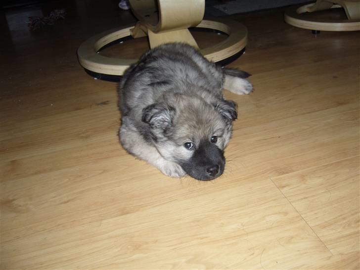 Eurasier Balules Dirty Dancer  billede 1