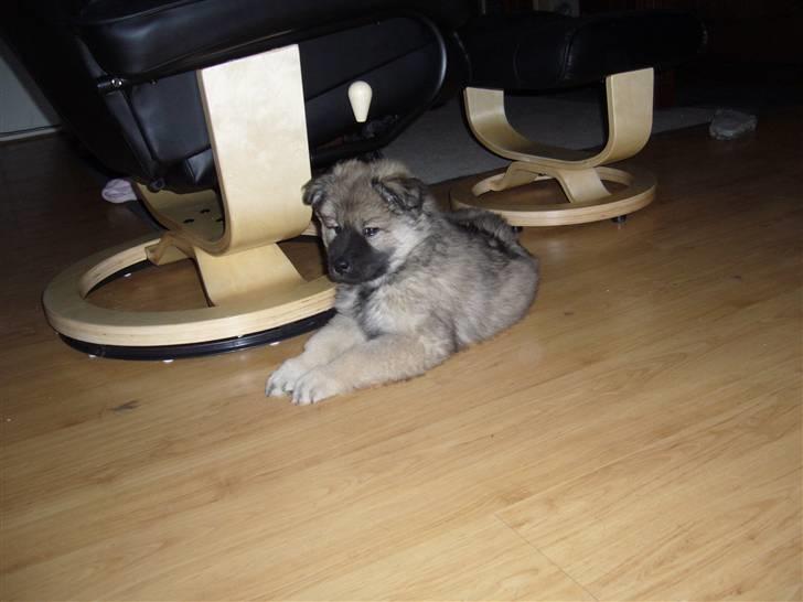 Eurasier Balules Dirty Dancer  billede 2