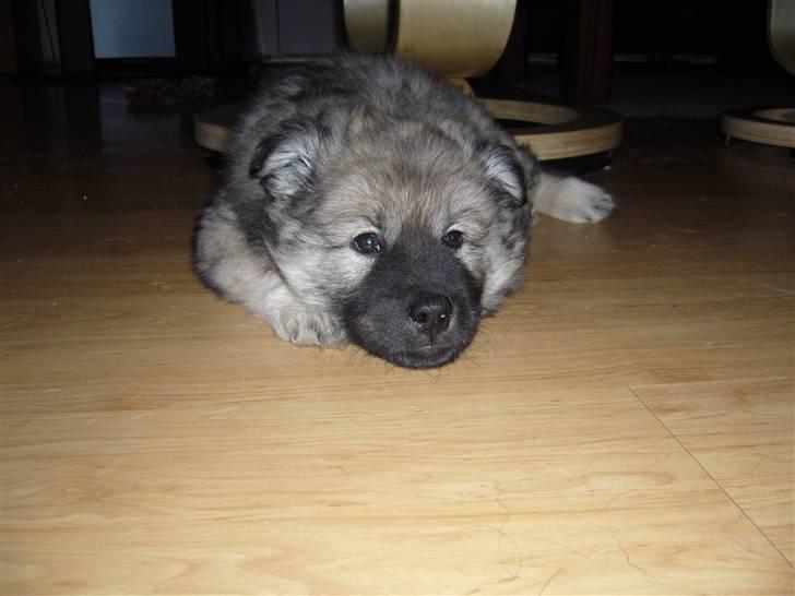Eurasier Balules Dirty Dancer  billede 3