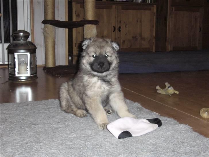 Eurasier Balules Dirty Dancer  billede 4