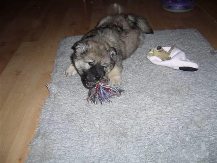 Eurasier Balules Dirty Dancer  billede 5