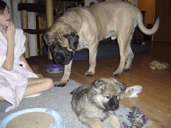 Eurasier Balules Dirty Dancer  billede 6