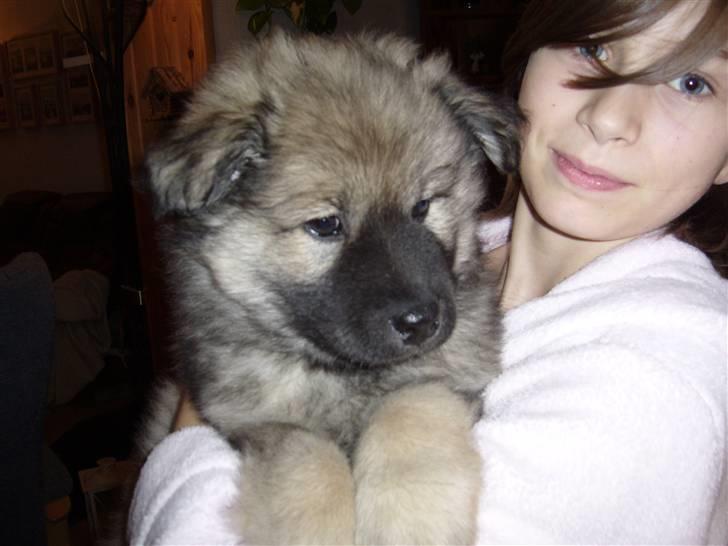 Eurasier Balules Dirty Dancer  billede 7