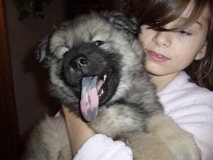 Eurasier Balules Dirty Dancer  billede 8