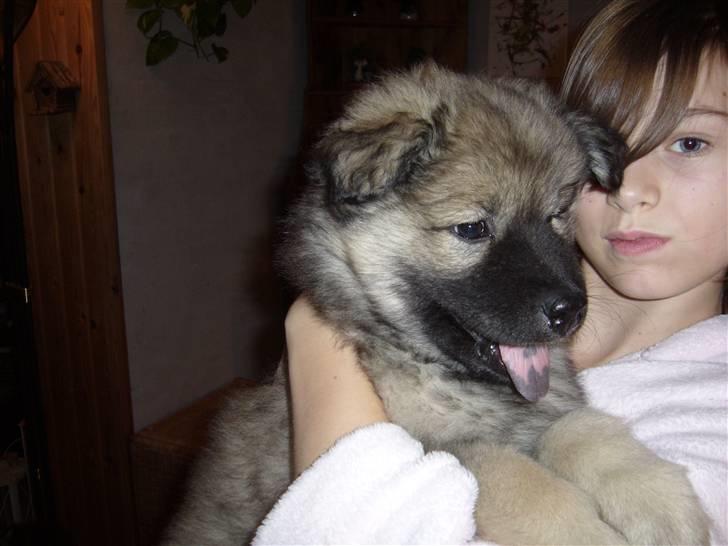 Eurasier Balules Dirty Dancer  billede 9