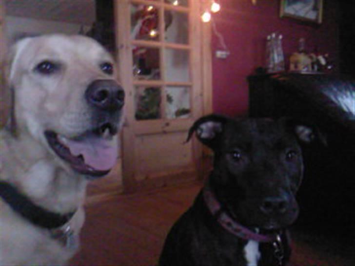 Amerikansk staffordshire terrier kuno billede 9