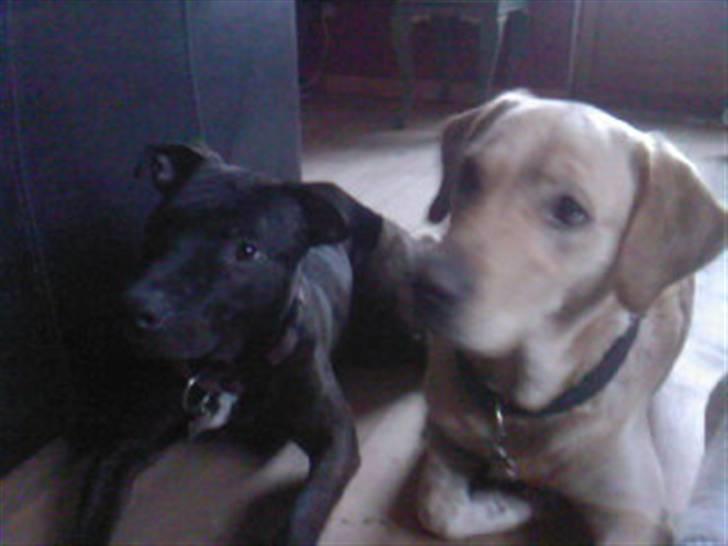 Amerikansk staffordshire terrier kuno billede 10