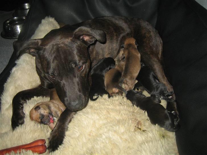 Amerikansk staffordshire terrier kuno billede 11