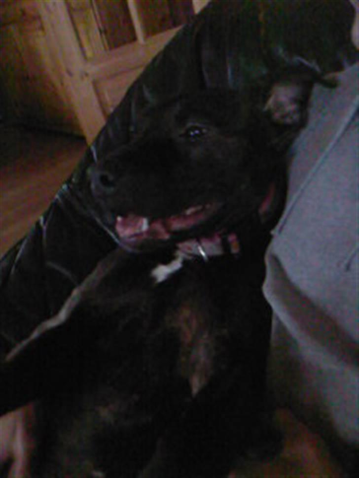 Amerikansk staffordshire terrier kuno billede 12