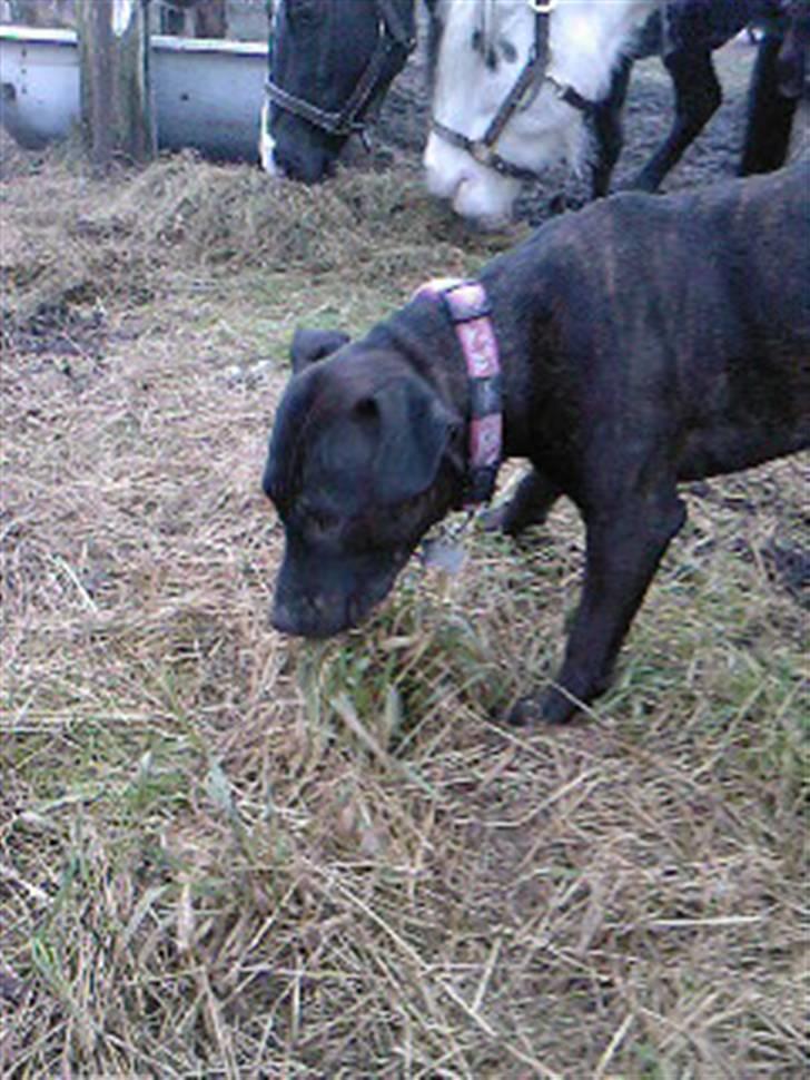 Amerikansk staffordshire terrier kuno billede 13