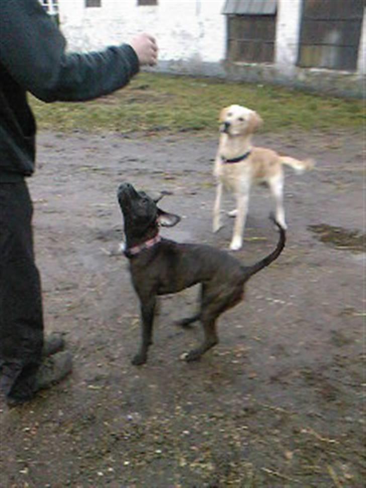 Amerikansk staffordshire terrier kuno billede 14