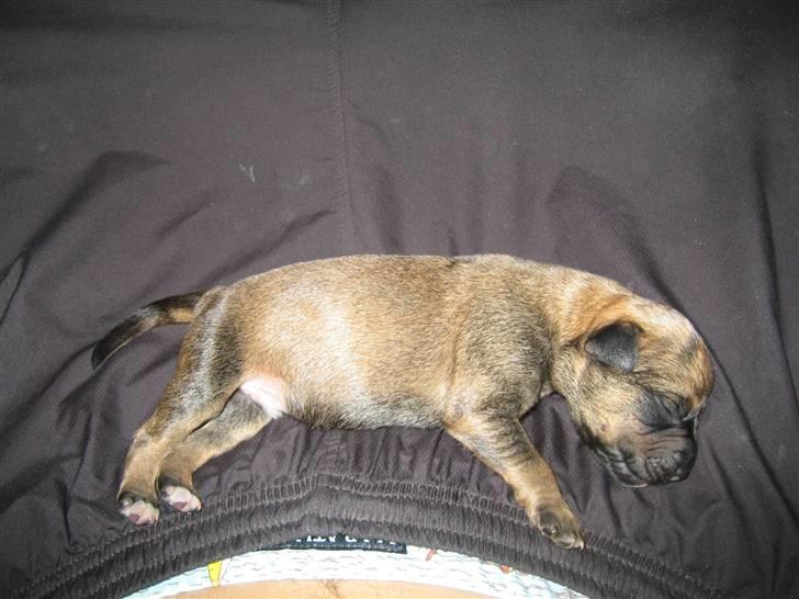 Amerikansk staffordshire terrier kuno billede 15