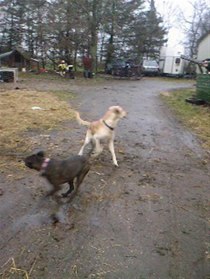 Amerikansk staffordshire terrier kuno billede 16