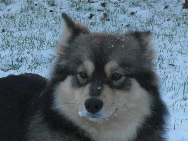 Finsk lapphund Chili - chili ELSKER sne vejr billede 5