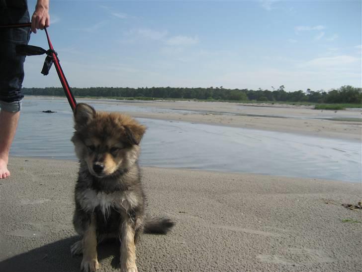 Finsk lapphund Chili - en dejlig tur på stranden billede 6