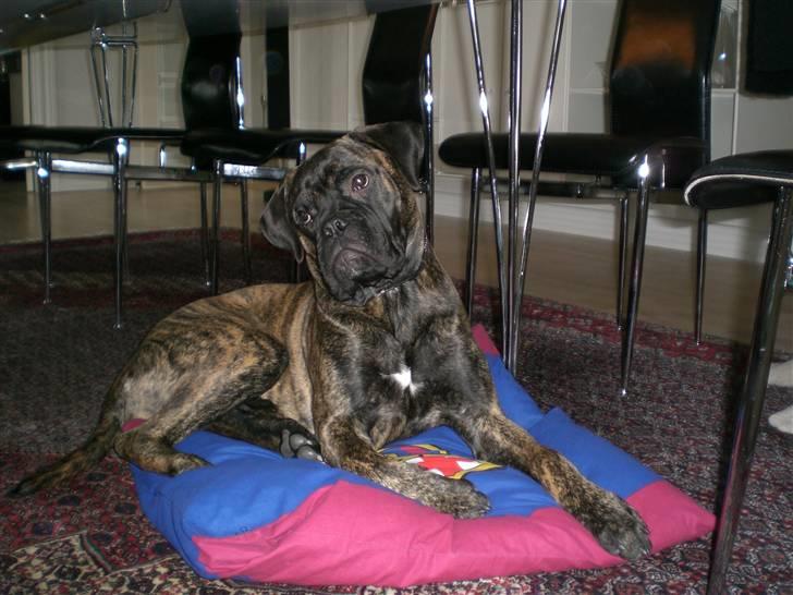Bullmastiff Berta - Berta ligger lige på min bror´s pude :D billede 12