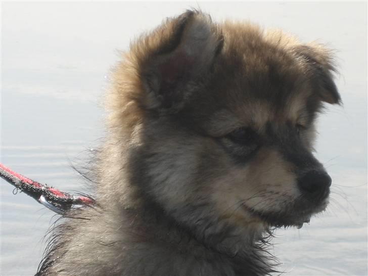 Finsk lapphund Chili billede 7