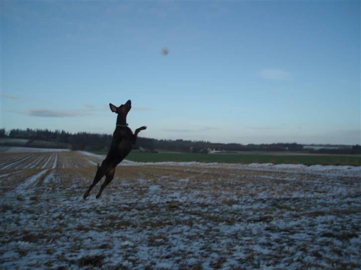 Dobermann Jotunheim´s Drome "Diser" billede 17