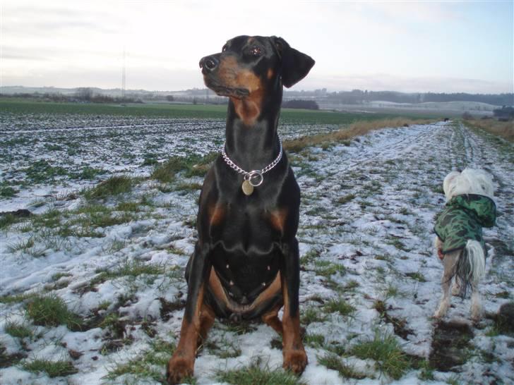 Dobermann Jotunheim´s Drome "Diser" billede 18