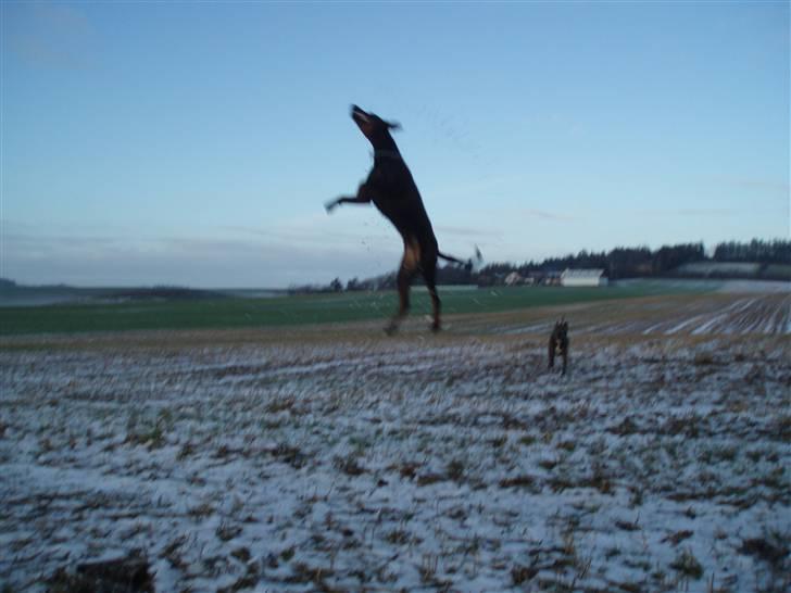 Dobermann Jotunheim´s Drome "Diser" billede 19