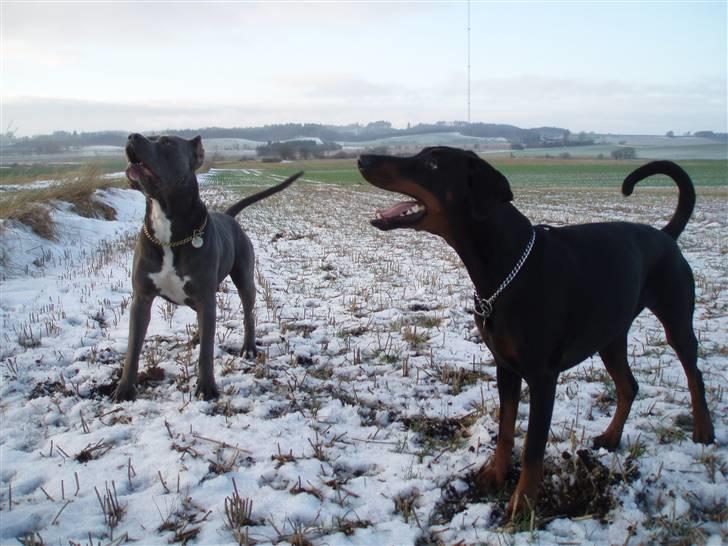 Dobermann Jotunheim´s Drome "Diser" billede 20