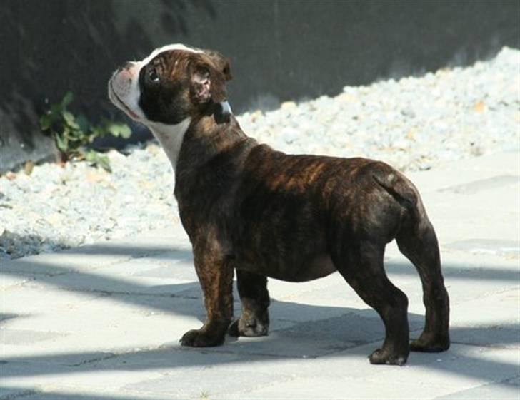 Olde english bulldogge *OSCAR* billede 1