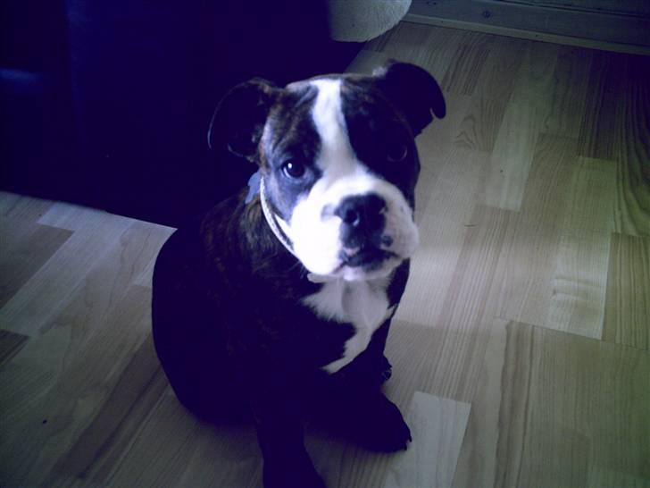 Olde english bulldogge *OSCAR* billede 2