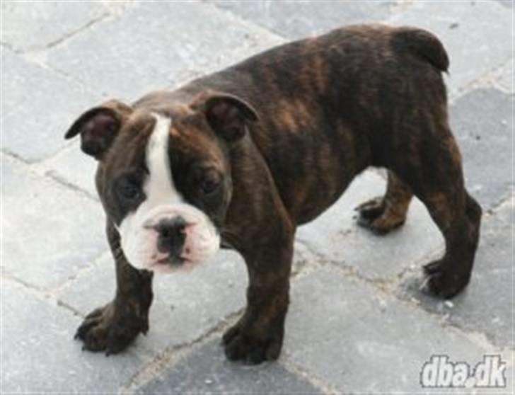Olde english bulldogge *OSCAR* billede 3