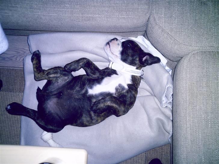 Olde english bulldogge *OSCAR* billede 4