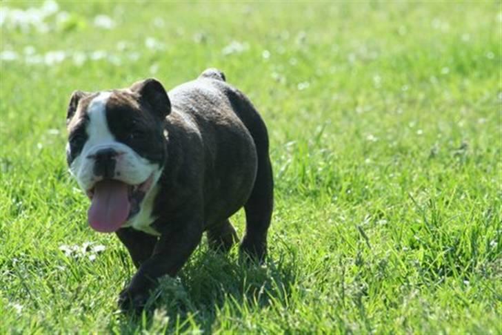 Olde english bulldogge *OSCAR* billede 5