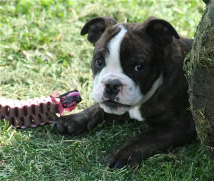 Olde english bulldogge *OSCAR* billede 6